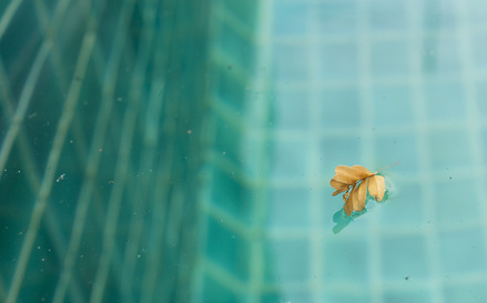 Feuille piscine après hivernage